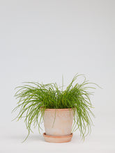 products/SotoProductShootLowQ-1726.jpg
